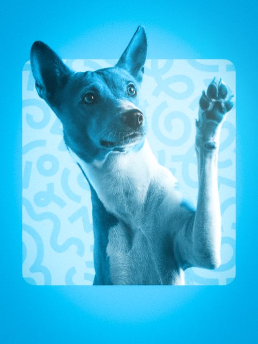 Cachorro