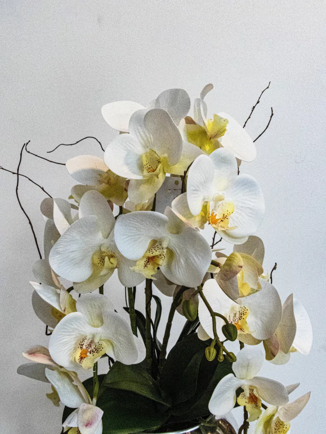 Arranjo Orquídeas Stellar 2