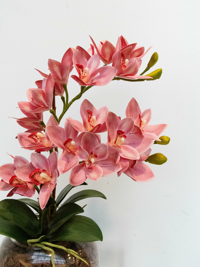 Arranjo Orquídeas Cymbidium Aquarium 2