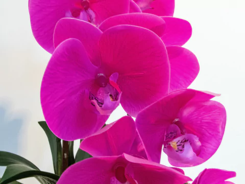 ARRANJO DE ORQUÍDEAS ATHENA (ROSA PINK) 3