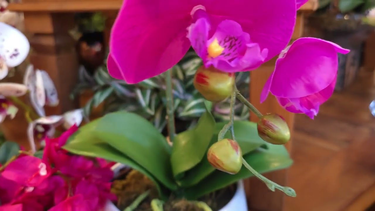 ARRANJO DE ORQUÍDEAS ATHENA (ROSA PINK) 5