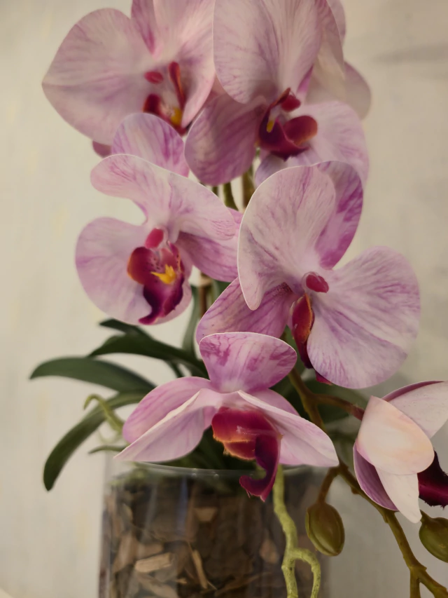 ARRANJO DE ORQUÍDEAS ATHENA (ROSA) 2