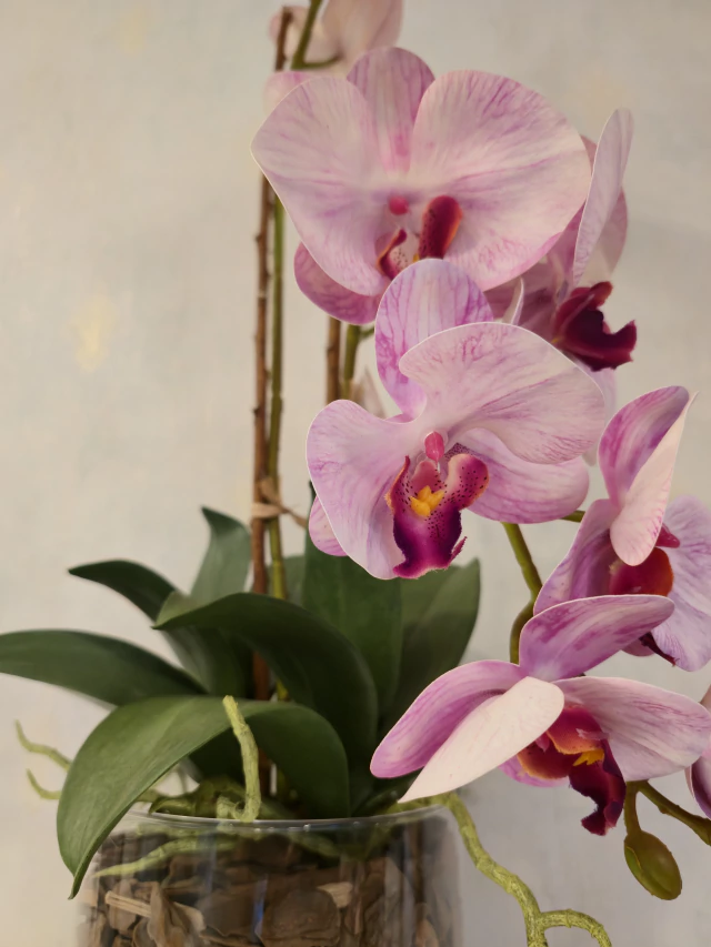 ARRANJO DE ORQUÍDEAS ATHENA (ROSA) 3