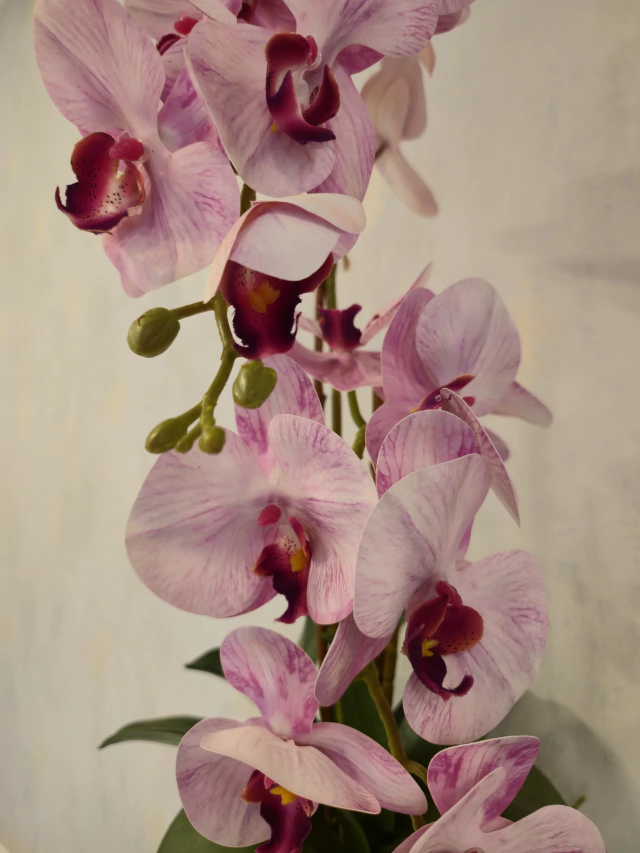 ARRANJO DE ORQUÍDEAS ATHENA (ROSA) 4