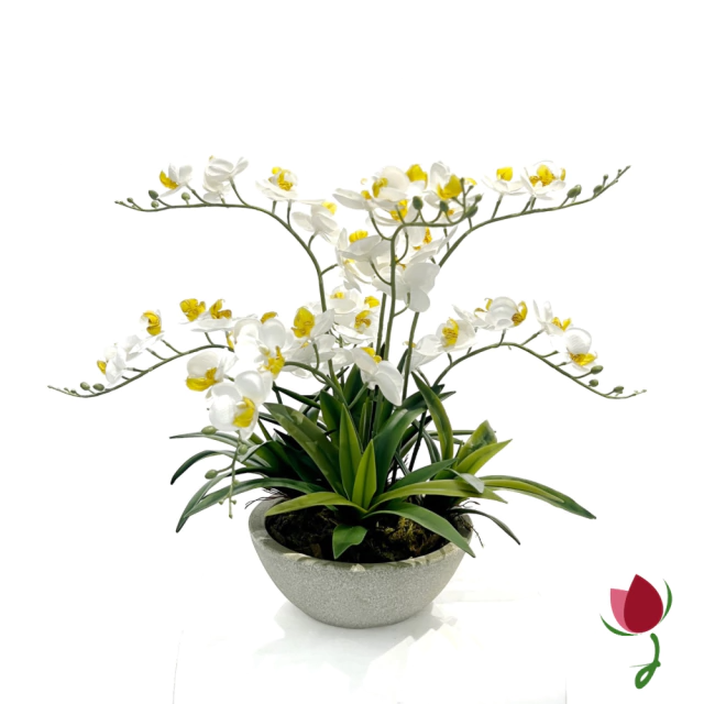 ORQUIDEAS BALI M BRANCAS | VASO CINZA 1
