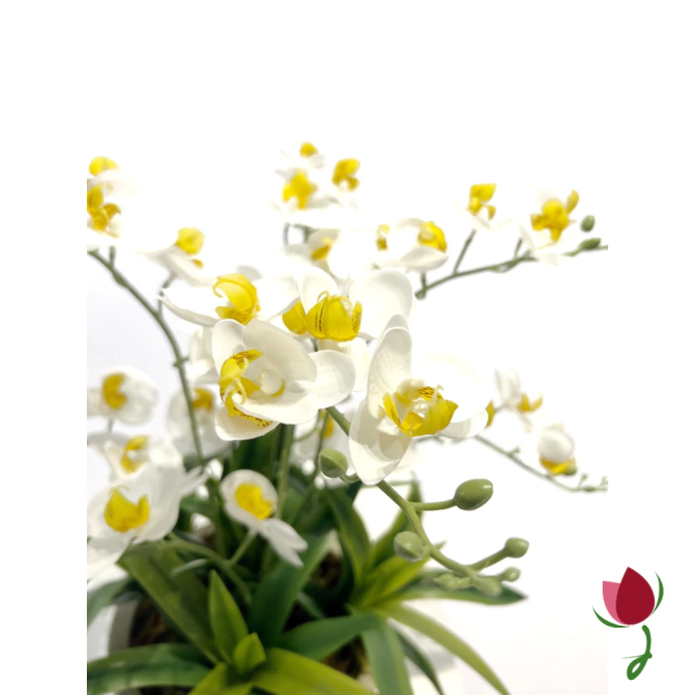 ORQUIDEAS BALI M BRANCAS | VASO CINZA 2