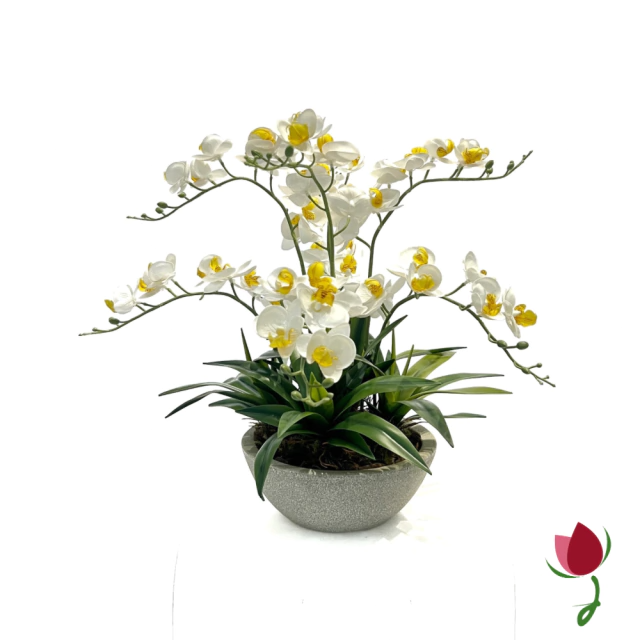 ORQUIDEAS BALI M BRANCAS | VASO CINZA 3