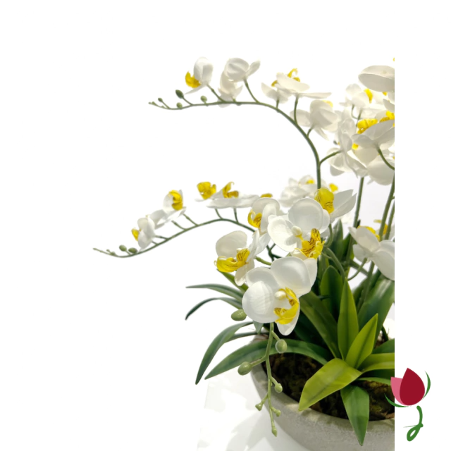ORQUIDEAS BALI M BRANCAS | VASO CINZA 4