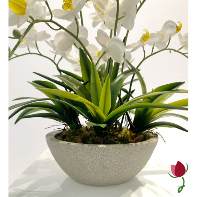 ORQUIDEAS BALI M BRANCAS | VASO CINZA 5