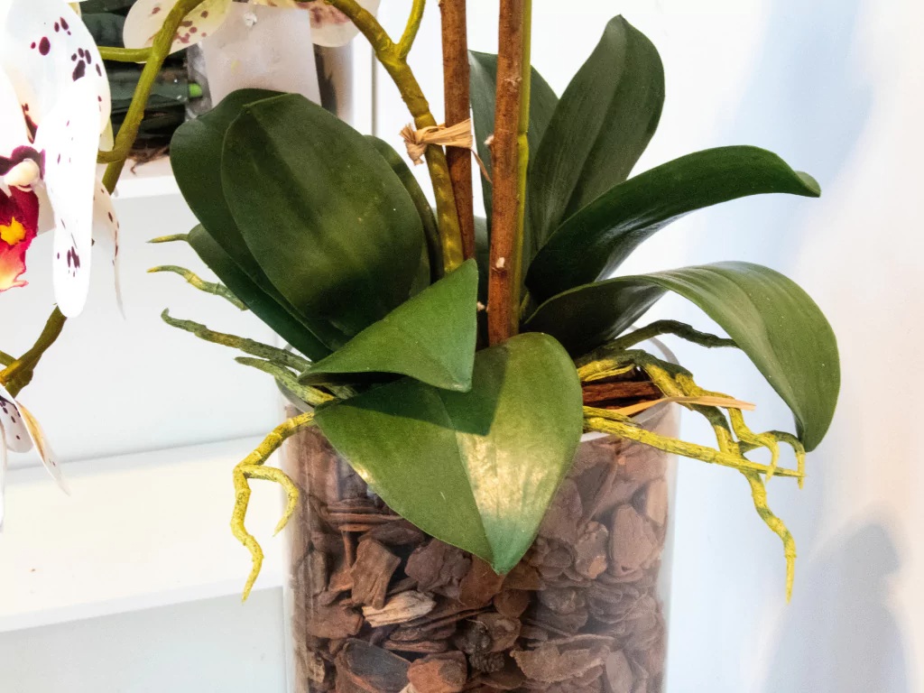 ARRANJO DE ORQUÍDEAS ATHENA (ROSA TIGRE) 4