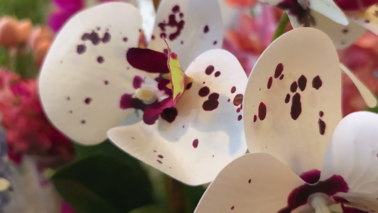 ARRANJO DE ORQUÍDEAS ATHENA (ROSA TIGRE) 5