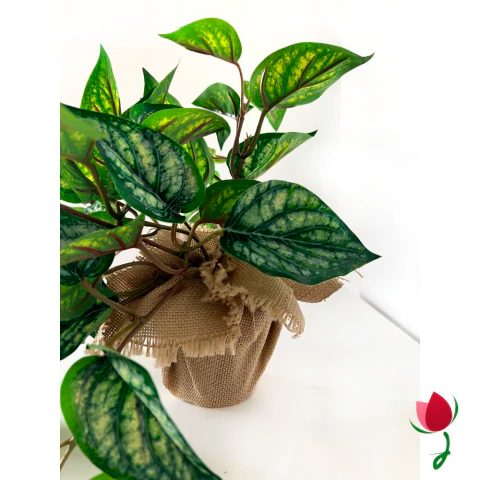 PEPERÔMIA MELANCIA PROTEÇÃO UV 4
