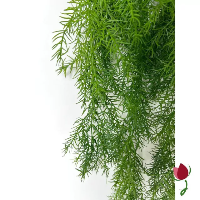 ALECRIM GOURMET 3