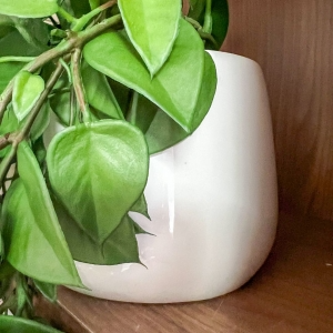 ARRANJO DE PENDENTE JIBÓIA COM VASO DE CERÂMICA BRANCO JORDANO 3