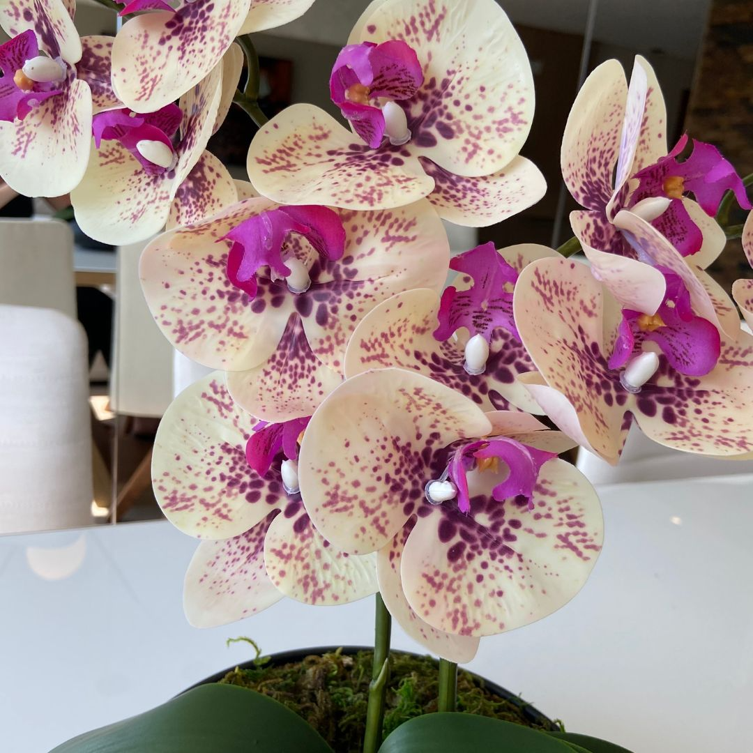 ARRANJO DE ORQUÍDEA MISTA COM VASO DE CERÂMICA PRETO CLARA 2