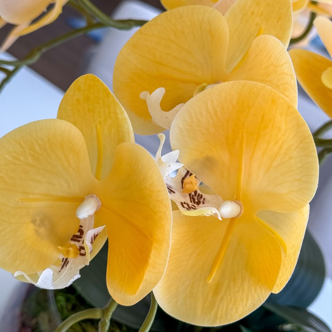 ARRANJO DE ORQUÍDEA AMARELA COM VASO DE VIDRO INCOLOR BEATRIZ 3