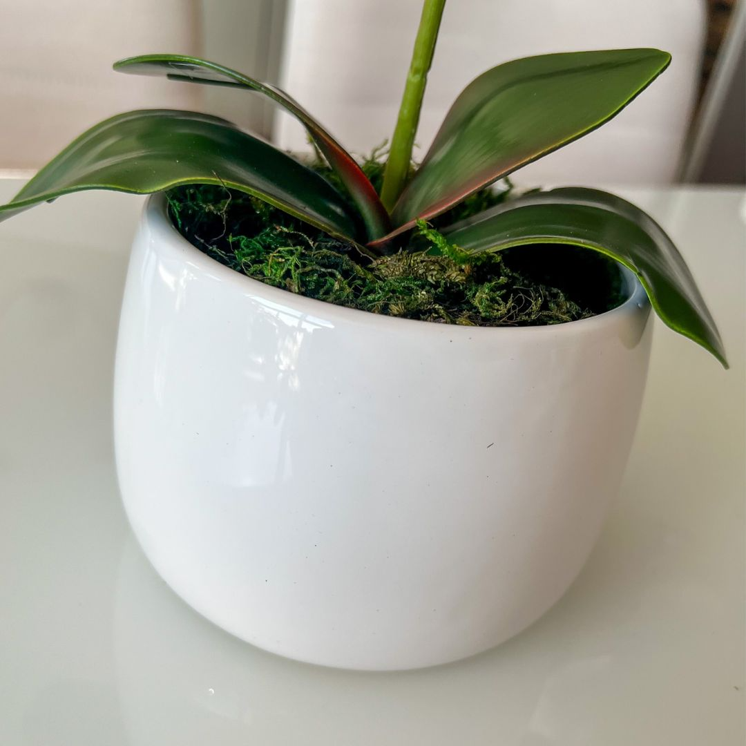 ARRANJO DE ORQUÍDEA MISTA ROSA VASO DE CERÂMICA BRANCO JORDANO 3