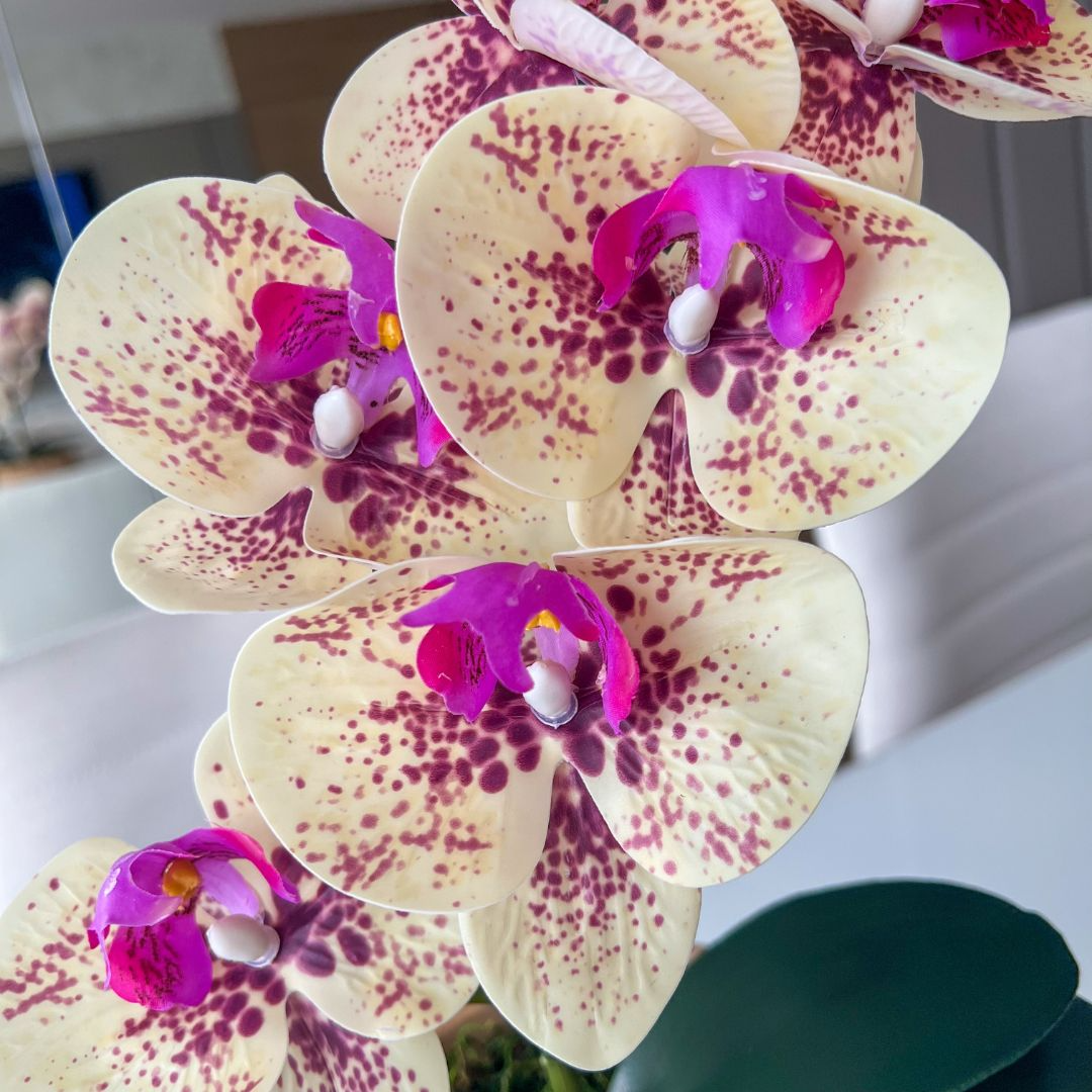 ARRANJO DE ORQUÍDEA MISTA VASO DE CIMENTO NOAH 2