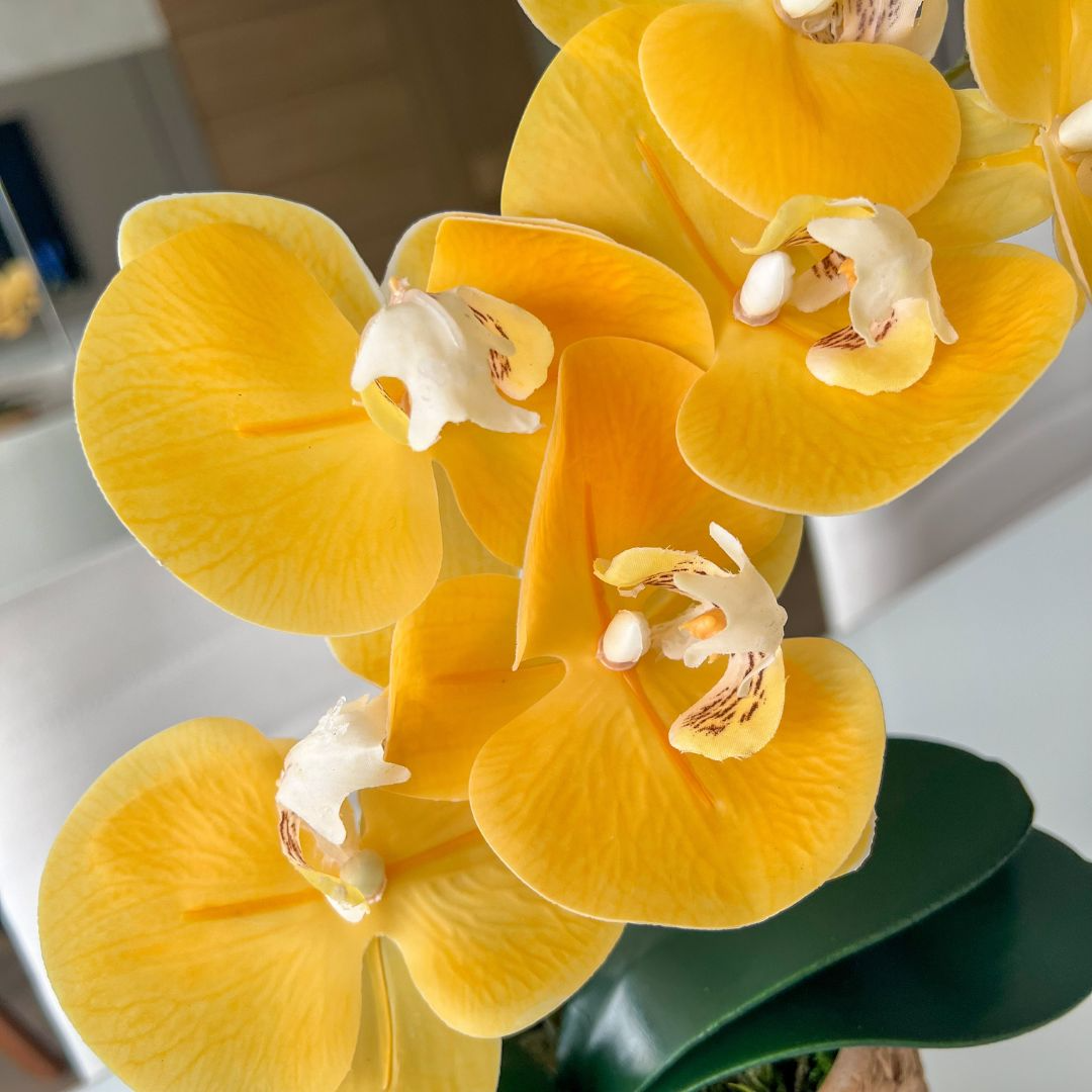 ARRANJO DE ORQUÍDEA AMARELA VASO DE CIMENTO NOAH 2