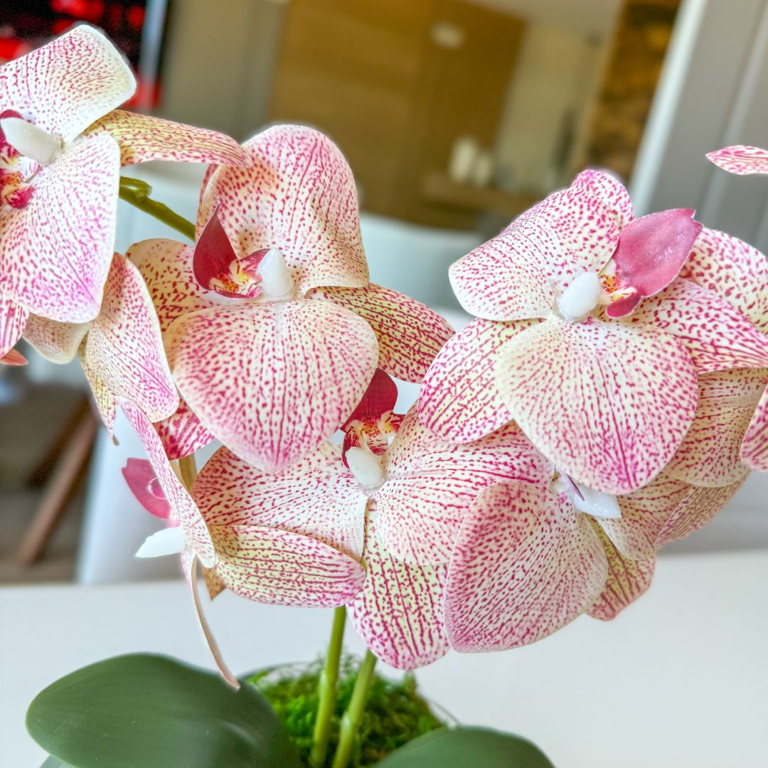 ARRANJO DE MINI ORQUÍDEA ROSA MISTA ELENA VASO DE VIDRO INCOLOR LUIS 2