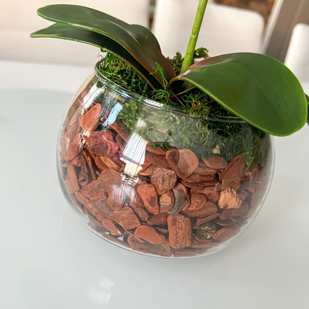ARRANJO DE ORQUÍDEA LARANJA VASO DE VIDRO INCOLOR LUIS 3