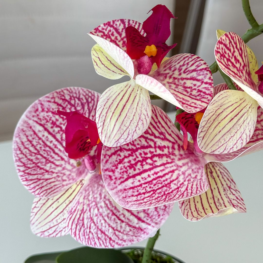 ARRANJO DE ORQUÍDEA ROSA MISTA LÍVIA VASO DE VIDRO INCOLOR LUIS 2