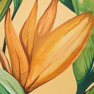 Conjunto Adidas Bird Of Paradise 4